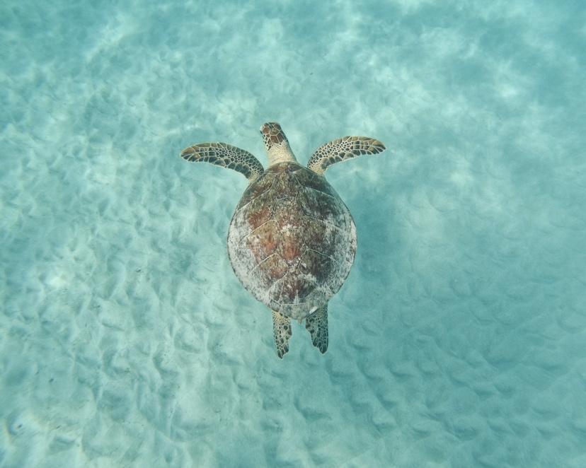 ウミガメのいる海へ!ダイビングでウミガメに会えるスポットは? | Wellness TRIP